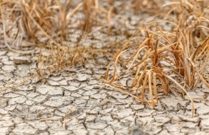 सूखे के कारण कर्नाटक में 40 लाख हेक्टेयर कृषि फसल बर्बाद