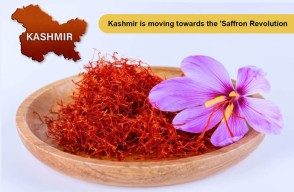 Turmeric Board In India in Hindi: राष्ट्रीय हल्दी बोर्ड के गठन को अधिसूचित किया गया, जानें क्या  है