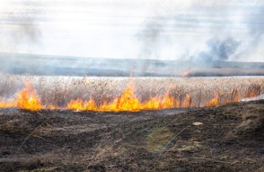 हरियाणा में पराली जलाने की घटनाओं में लगातार आ रही कमी (Continuous decline in incidents of stubble burning in Haryana)