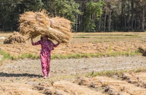 कृषि कुंभ 2.0 को अभूतपूर्व बनाने की तैयारियां देश के 2 लाख से ज्यालदा किसान जानेंगे यूपी की कृषि संस्कृtति