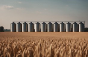 12 अक्टूबर को जारी मुख्य मण्डियों में गेहूँ के प्रमुख वेरायटी के औसतन भाव