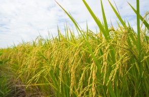 किसान ध्यान दें, पराली जलाई तो आपका धान नहीं खरीदेगी सरकार