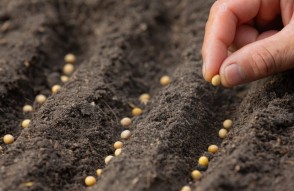 How to Germinate Seeds Quickly in Hindi: आपको बस बीज फेंकना है, फसल उग आएगी