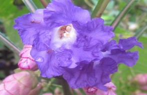 कर्वी के फूलों में आ रही है तेज गिरावट, यह गोवा के मौसम में गड़बड़ी का संकेत