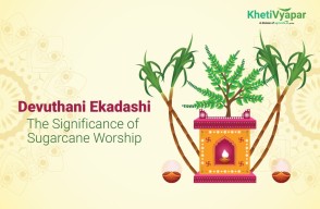 Devuthani Ekadashi in Hindi : देवउठनी एकादशी गन्ने की पूजा से निखरता धार्मिक और मानवीय संबंध
