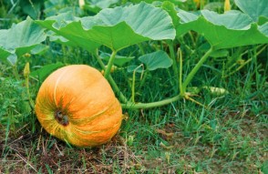 Pumpkin Farming Profits in Hindi: कद्दू की खेती से लौटी किस्मत