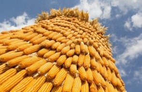 Major Varieties of Maize Prices on 29th November in Hindi: मक्के के प्रमुख प्रजातियों के औसत मूल्य 29 नवम्बर को प्रमुख बाजारों में