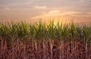 Big Announcement for Sugarcane Farmers in Punjab in Hindi : पंजाब में गन्ना किसानों के लिए बड़ा ऐलान, कीमत में 11 रुपये प्रति क्विंटल की बढ़ोतरी की घोषणा