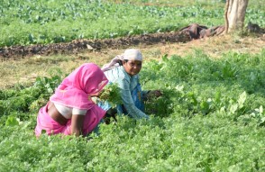 Benefits for women Farmers From NITI Aayog in India in Hindi: नीति आयोग के नजरिये से समझें भारत में महिला किसानों के लिए क्या हैं चुनौतियां और अवसर