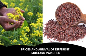Different Varieties and Prices of Mustard 08 December 2023 in Hindi: 08 दिसम्बर 2023 को सरसों के विभिन्न वारायटीज के मूल्य एंव आवक