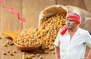 Soybean Market News 9 december 2023 in Hindi: सोयाबीन किसानो के लिए बड़ी खबर : सोयाबीन के बाजार भाव में आई जोरदार गिरावट