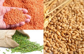 Mandi News in 4 December –9 December in Hindi: ताजा खबर जानिए गेहूँ, हरे चने और मसूर की सप्ताहिक रिपोर्ट में बाजार की हलचल