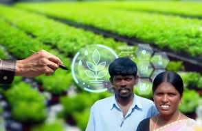 Success Story of Innovative Vegetable Farmer in Hindi: नई तकनीकों को अपनाने के माध्यम से एक नवाचारी सब्जी किसान की सफल कहानी