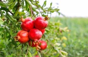 Pomegranate Mandi Price Today in Hindi: 1 जनवरी 2024 अनार के भाव में आई भारी गिरावट