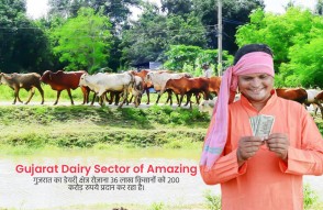 Gujarat Dairy Sector of Amazing in Hindi: गुजरात का डेयरी क्षेत्र 36 लाख किसानों को दे रहा रोजाना 200 करोड़ रुपये