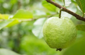 Allahabadi Guava Being Sent to Oman in Hindi: UP में किसानों की आय बढ़ा रही सरकार, ओमान भेजा जा रहा इलाहाबादी अमरूद