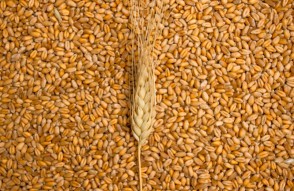 Increase in wheat prices can bring significant benefits to farmers