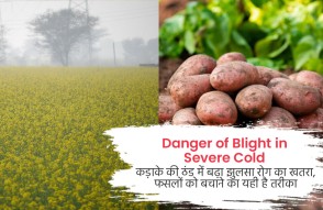 Danger of Blight in Severe Cold in Hindi: कड़ाके की ठंड में बढ़ा झुलसा रोग का खतरा, फसलों को बचाने का ये है तरीका