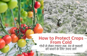 How to Protect Crops From Cold in Hindi: गोभी से लेकर टमाटर तक, ठंड से फसलों को बचाने के जानें उपाय