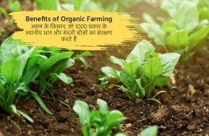 Benefits of Organic Farming in Hindi: असम के जैविक किसान 1000 प्रकार के स्थानीय धान और सब्जी बीजों का संरक्षण करने वाले किसान