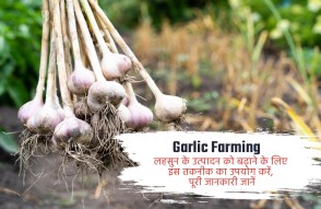 Garlic Farming in Hindi:  इस एक तरीके से बढ़ाएं लहसुन की पैदावार, जानें पूरा जानकारी