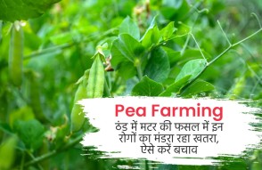 Pea Farming in Hindi: ठंड में मटर की फसल में इन रोगों का मंडरा रहा खतरा, ऐसे करें बचाव