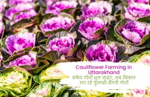 Cauliflower Farming in Uttarakhand in Hindi: सफेद गोभी भूल जाइए, अब किसान उगा रहे गुलाबी-बैंगनी गोभी