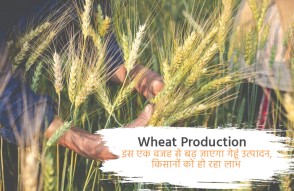 Wheat Production in Hindi: इस एक वजह से बढ़ जाएगा गेहूं उत्पादन, किसानों को हो रहा लाभ