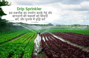 Drip Sprinkler in Hindi: इस तकनीक से करें गेहूं और बागवानी फसल की सिंचाई, पाएं छूट-बढ़ाएं मुनाफा