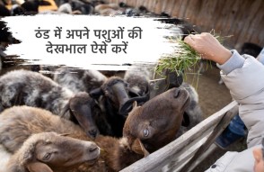 पशुपालकों के लिए जरूरी खबर, ठंड से ऐसे बचाएं अपने पशु