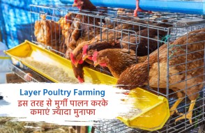 Layer Poultry Farming in Hindi: इस तरह से मुर्गी पालन करके कमाएं ज्यादा मुनाफा