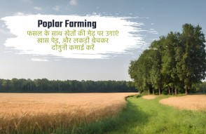 Poplar Farming in Hindi: फसल के साथ खेतों की मेढ़ पर उगाएं खास पेड़, लकड़ी बेचकर कमाई करें दोगुनी