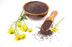 Mustard Mandi Price Today in HIndi: 18 जनवरी 2024 को गुजरात में सरसो का मंडी भाव, आवक नें तोडे रिकार्ड, जानिये आज सरसो का मंडी भाव