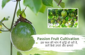 Passion Fruit Cultivation in Hindi: इस लाल फल की बढ़ रही मांग, उगाने का तरीका जान करें कमाई