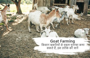 Goat Farming in Hindi: बकरियों से डबल मुनाफा कमा सकते हैं किसान, जानें ये तरीका