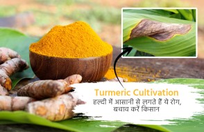 Turmeric Cultivation in Hindi: हल्दी में आसानी से लगते हैं ये रोग, से बचाव करें किसान