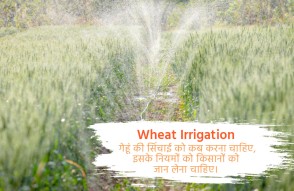 Wheat Irrigation in Hindi: कब करनी चाहिए गेहूं की सिंचाई, किसान जान लें नियम