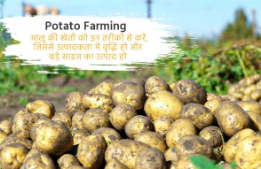 Potato Farming in Hindi: इन तरीकों से करें आलू की खेती, बड़े साइज के साथ बढ़ जाएगी उत्पादकता