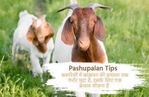 Pashupalan Tips in Hindi: बकरियों में बांझपन की समस्या है गंभीर, ये है बचाव का तरीका