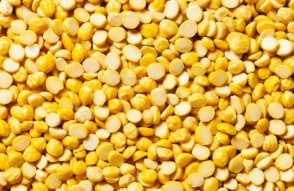 Bengal Gram (Chana Dal) Mandi Price Today in Hindi: 22 जनवरी 2024 को उत्तर प्रदेश में बेंगल ग्राम (चना दाल) का  मंडी भाव, जानिये आज का मंडी भाव