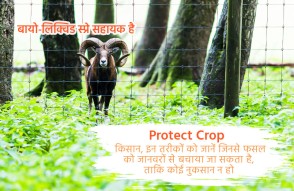 Protect Crop in Hindi | फसल को जानवरों से बचाने के ये तरीके जान लें किसान, नहीं होगा नुकसान