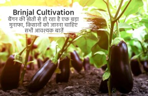 Brinjal Cultivation in Hindi | बैंगन की खेती में है बंपर मुनाफा, किसान जानें सभी जरूरी चीजें