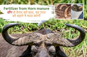 Fertilizer from Horn manure in Hindi | सींग से तैयार करें खाद, उपज बढ़ाने में है मददगार