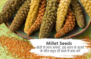 Millet Seeds in Hindi | खेती से कमाएं मुनाफा, यहां से बेहद सस्ते में पाएं बाजरे के बीज