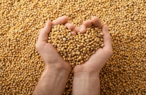 Soyabean Mandi Prices Today in Hindi: 23 जनवरी 2024 को सोयाबीन मार्केट रिपोर्ट, मध्य प्रदेश में आज का मंडी भाव