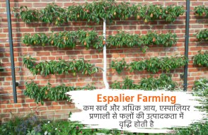 Espalier Farming in Hindi: कम खर्च और ज्यादा कमाई, एस्पालियर प्रणाली से फलों की बढ़ती है पैदावार