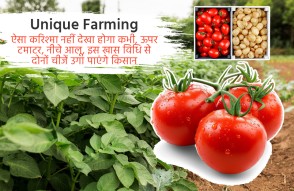 Unique Farming in Hindi: ऐसा करिश्मा नहीं देखा होगा कभी, ऊपर टमाटर, नीचे आलू, इस खास विधि से दोनों चीजें उगा पाएंगे किसान