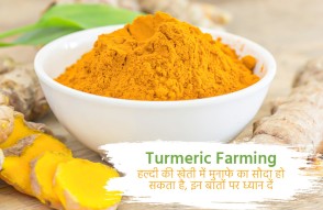 Turmeric Farming in Hindi: मुनाफे का सौदा है हल्दी की खेती, इन बातों का रखें ध्यान
