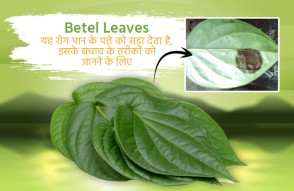 Betel Leaves in hindi: पान के पत्ते को सड़ा देता है ये एक रोग, जानें बचाव के तरीके