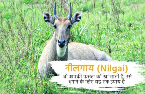 आपकी फसल को खा जाती है नीलगाय, को भगाने का ये है उपाय